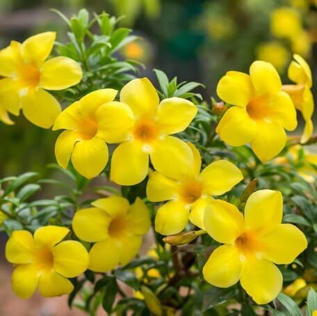 Yellow Jasmine Flower Seeds – Heirloom Non-GMO High Germination Seeds