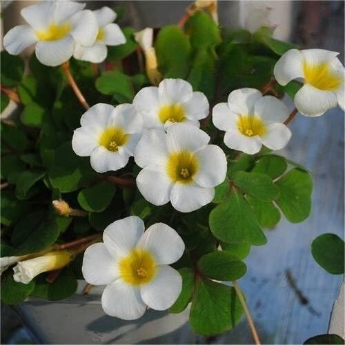 White Yellow Oxalis Flower Seeds – Heirloom, Non-GMO, High Germination Seeds