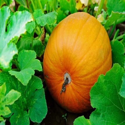 Orange Pumpkin Seeds – Heirloom, Non-GMO, High Germination Organic Garden Seeds Planting