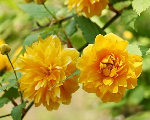 Gelbe Kerria Japonica Blumensamen – Alte Sorte Gentechnikfrei Hohe Keimfähigkeit Bio-Samen