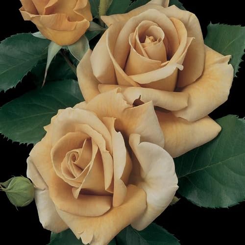 roseflowerbrownheirloomnongmo flower seeds