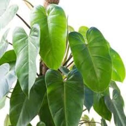 green philodendron flower seeds