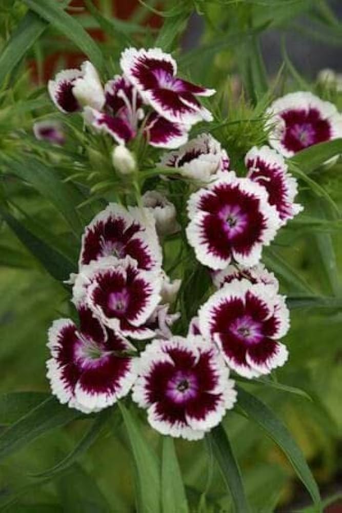 Maroon Kalmia Latifolia Flower Seeds – Heirloom, Non-GMO, High Germination Seeds