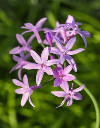 Pink Tulbaghia Flower Seeds Heirloom Non-GMO High Germination Organic Garden Seeds for Planting