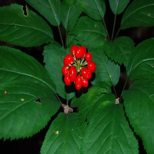 Red Ginseng Seeds – Heirloom, Non-GMO, High Germination Organic Garden Seeds