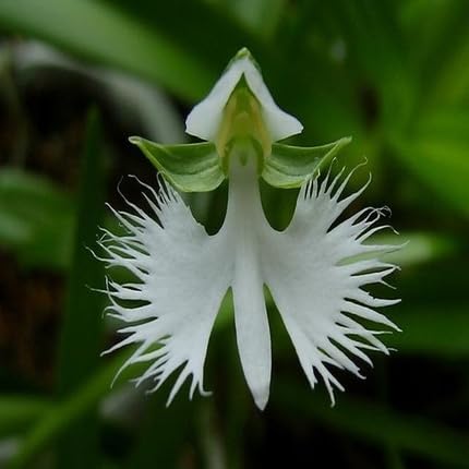 White Pecteilis Flower Seeds for Planting – Heirloom, Non-GMO, High Germination