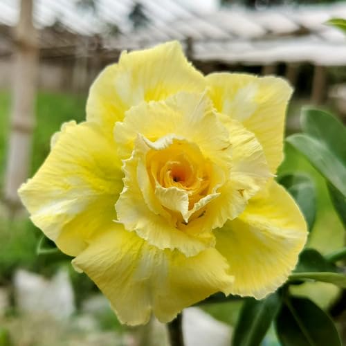 yellow adenium flower seeds