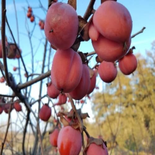 Red Permission Seeds – Heirloom, Non-GMO, High Germination Organic Garden Seeds