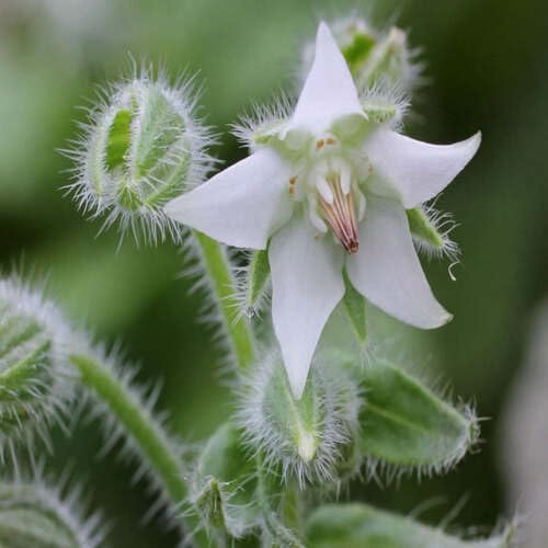 White Borage Flower Seeds Heirloom Non-GMO High Germination Organic Garden Seeds
