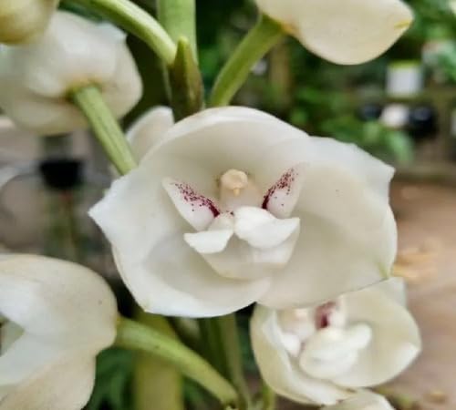 White Peristeria Flower Seeds for Planting – Heirloom, Non-GMO, High Germination