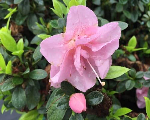 Rhododendron Light Pink Flower Seeds for Planting – Heirloom Non-GMO High Germination Organic Garden Seeds