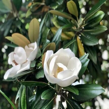 Magnolia Flower Seeds White – Heirloom, Non-GMO, High Germination Seeds