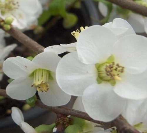 White Chaenomeles Flower Seeds Heirloom Non-GMO High Germination Organic Garden Seeds for Planting