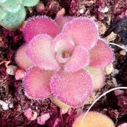 Pink Pinguicula Flower Seeds – Heirloom Non-GMO High Germination Organic Garden Seeds for Planting