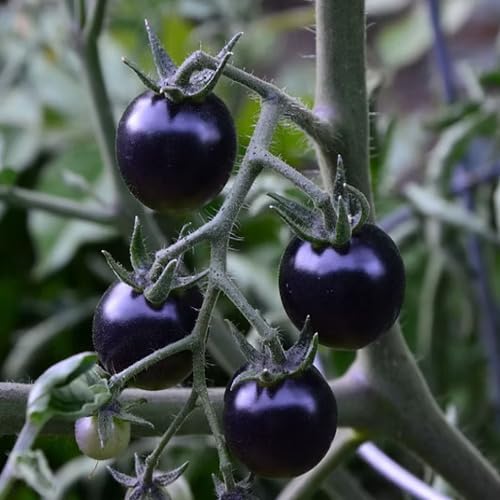 Black Tomato Seeds – Heirloom, Non-GMO, High Germination Organic Garden Seeds Planting