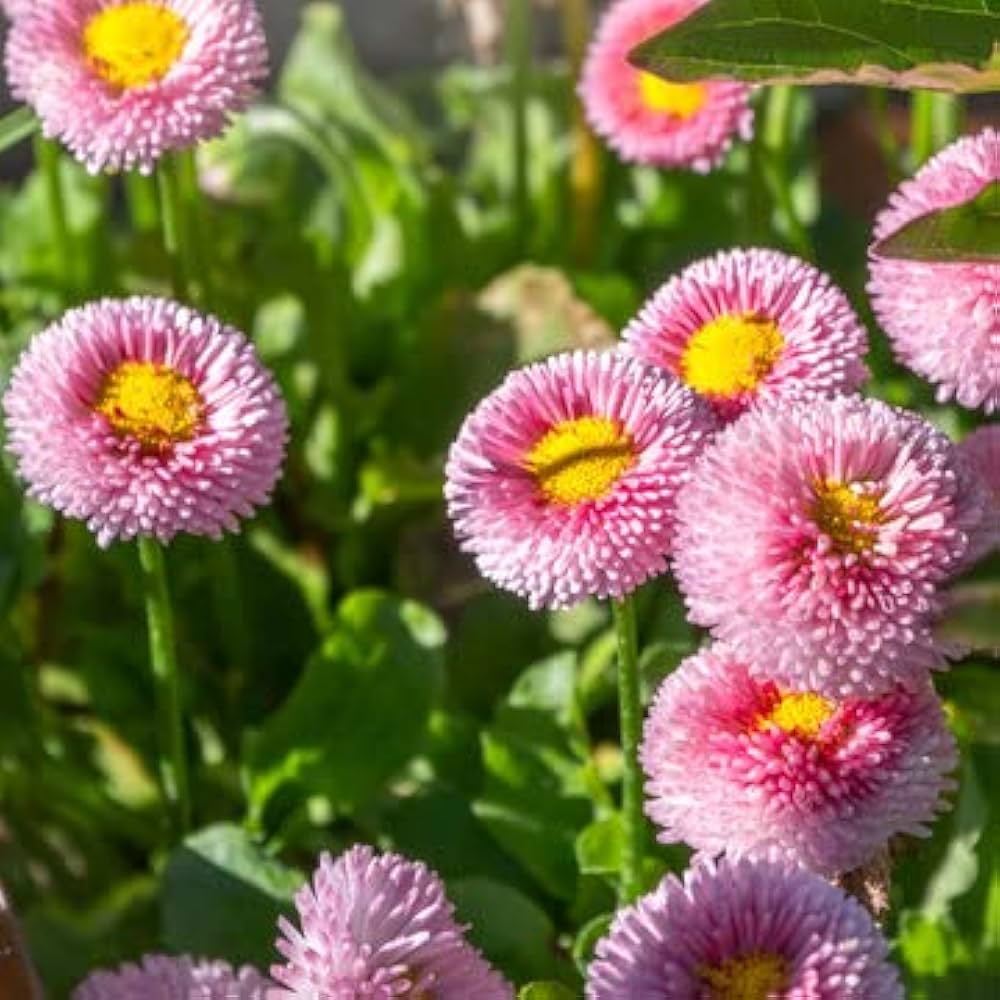 rainbow daisy flower seeds