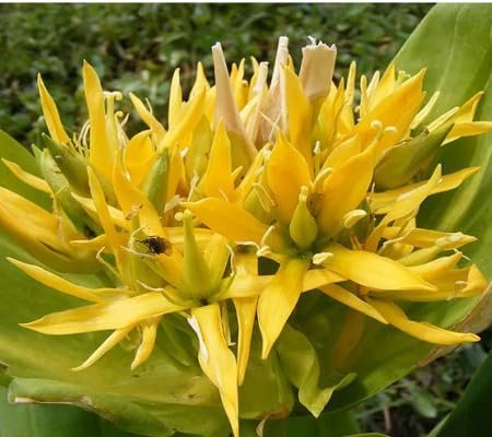 Enzian Blumensamen – Alte Sorte, gentechnikfrei, keimfreudige Bio-Gartensamen zum Pflanzen