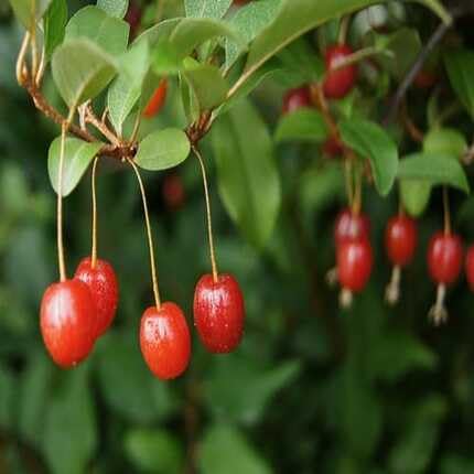 Goumi-Beeren-Samen Rot – Alte Sorte, gentechnikfrei, hohe Keimrate, Bio-Gartensamen
