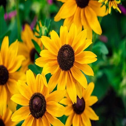 yellow rudbeckia flower seeds