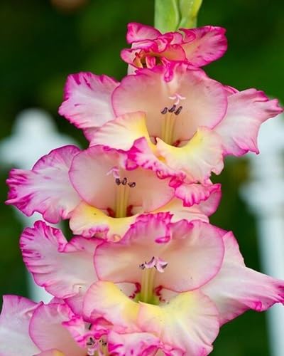 Gladiolus Flower Seeds – Heirloom, Non-GMO, High Germination Organic Garden Seeds for Planting