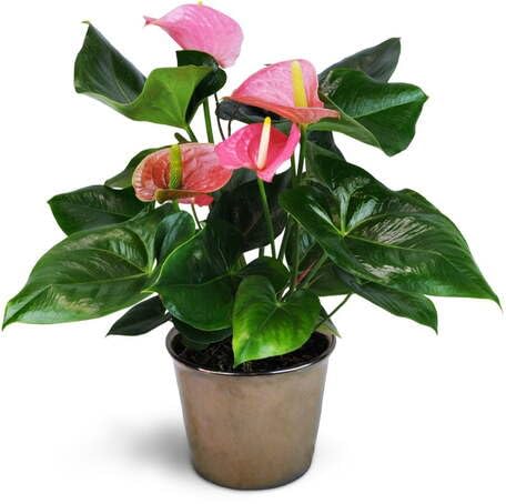 greenanthuriumheirloomnongmo flower seeds