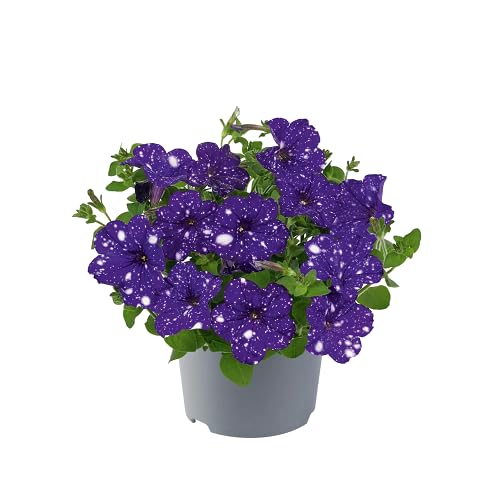 Violet White Petunia Flower Seeds – Heirloom Non-GMO High Germination Organic Garden Seeds for Planting