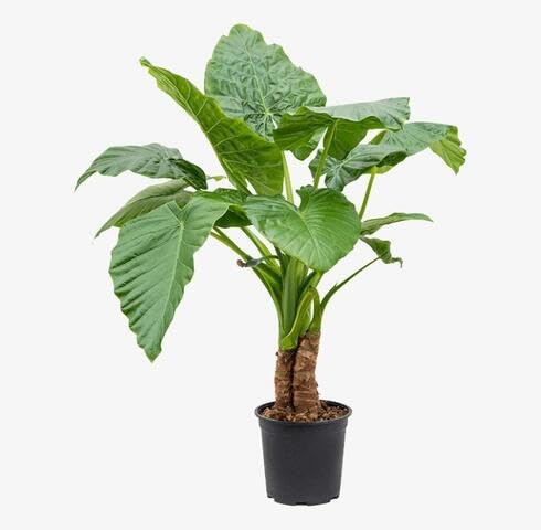 greenalocasiamacrorrhizaheirloomnongmo flower seeds