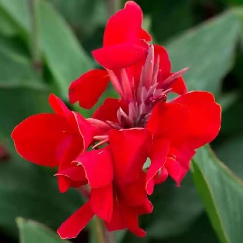 Red Elwyn Canna Flower Seeds for Planting – Heirloom, Non-GMO, High Germination Organic Garden Seeds