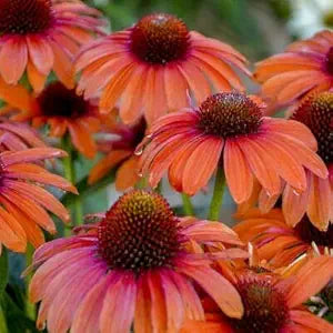orange coneflower flower seeds