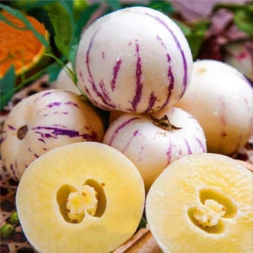 Purple Ginseng Seeds – Heirloom, Non-GMO, High Germination Organic Garden Seeds