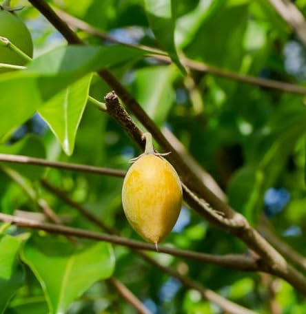Yellow Mimusops Seeds Heirloom Non-GMO High Germination Organic Garden Seeds for Planting