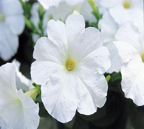 White Petunia Flower Seeds – Heirloom, Non-GMO, High Germination Organic Garden Seeds for Planting, Seeds for Planting