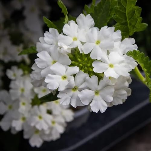 whiteverbenaflowerheirloomnongmo flower seeds