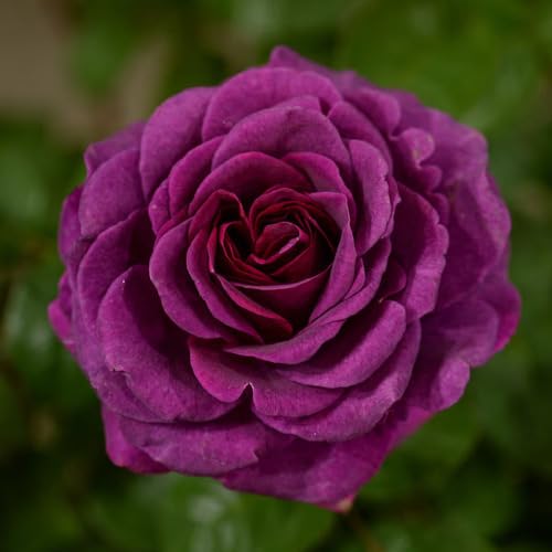Purple Rose Flower Seeds for Planting – Heirloom Non-GMO High Germination Organic Garden Seeds