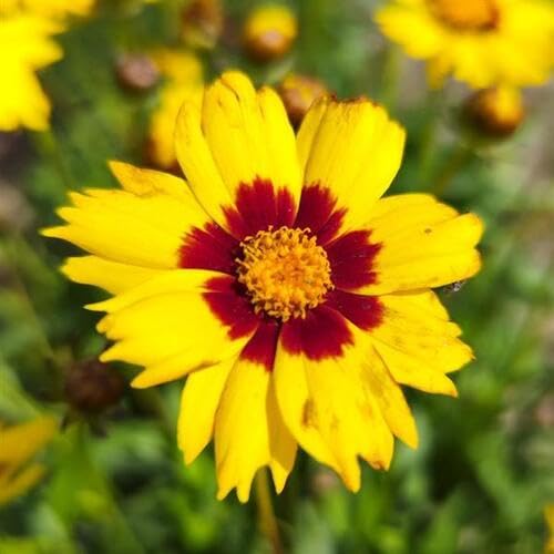 yellow red flower seeds