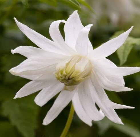 White Michauxia Tchihatchewii Flower Seeds – Heirloom, Non-GMO, High Germination Organic Garden Seeds for Planting