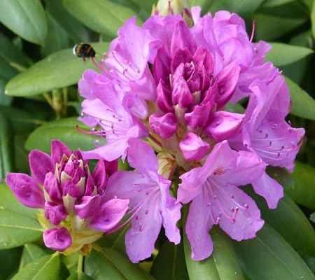 rhododendron flower heirloom non-gmo seeds