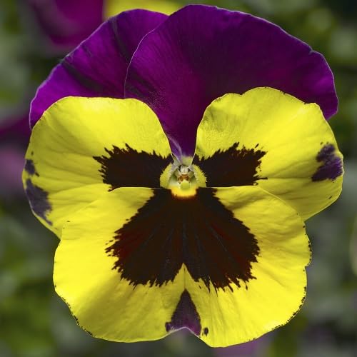 purple yellow flower seeds
