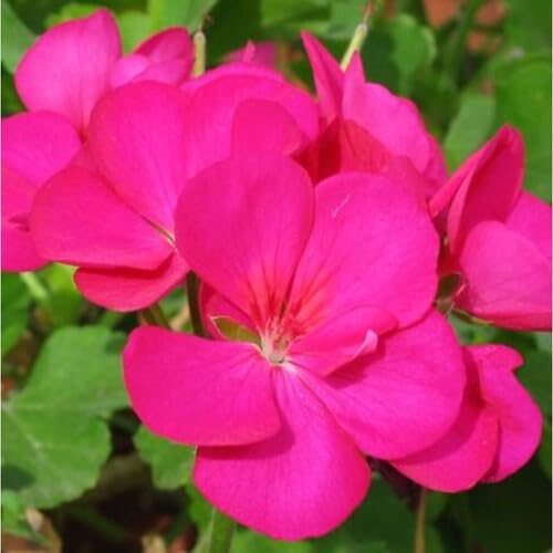 Geranium Flower Seeds – Heirloom, Non-GMO, High Germination Organic Garden Seeds for Planting