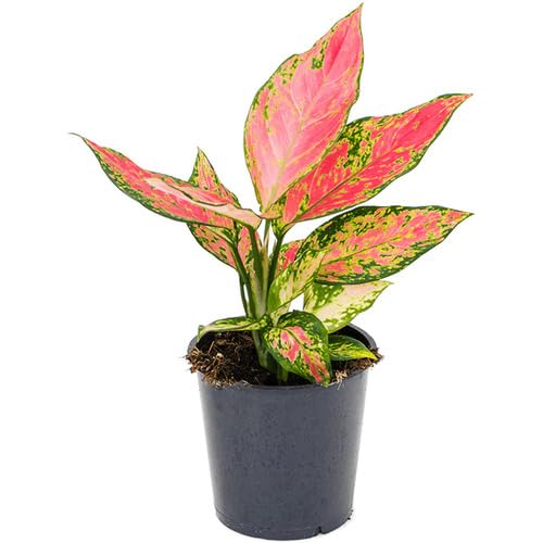 aglaonemagreenpinkheirloomnongmo flower seeds