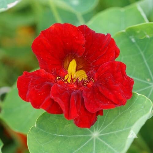 red nasturtium flower seeds