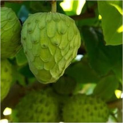 Green Cherimoya Seeds – Heirloom, Non-GMO, High Germination Organic Garden Seeds