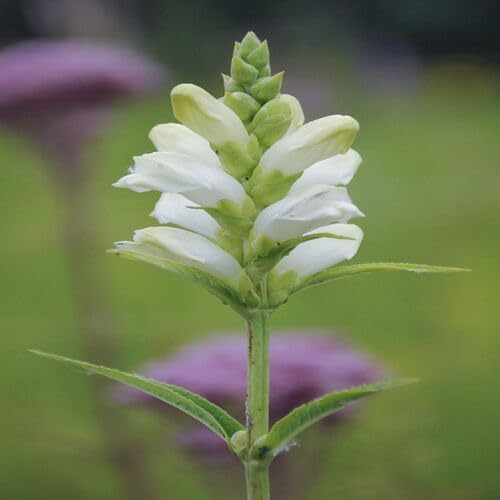 White Turtlehead Flower Seeds – Heirloom, Non-GMO, High Germination Organic Garden Seeds