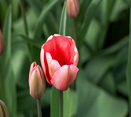 Perennial Tulip Flower Seeds Pink for Planting – Heirloom, Non-GMO, High Germination