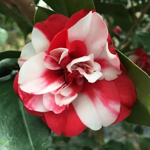 Red White Camellia Flower Seeds Heirloom Non-GMO High Germination Organic Garden Seeds