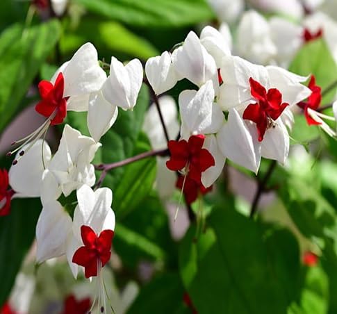 Thomsoniae Flower Seeds Heirloom Non-GMO High Germination Organic Garden Seeds for Planting