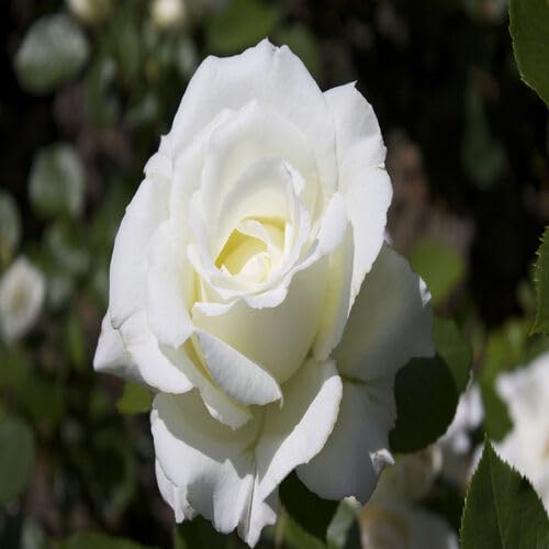 White Rose Flower Seeds – Heirloom Non-GMO Organic Garden Seeds
