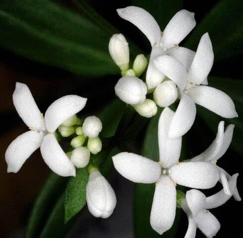 White Galium Odoratum Flower Seeds – Heirloom, Non-GMO, High Germination Organic Garden Seeds for Planting