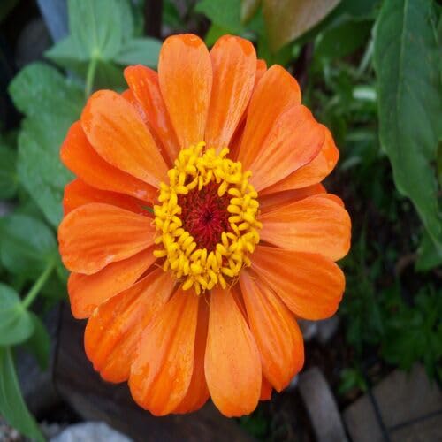 Orange Zinnia Flower Seeds – Heirloom, Non-GMO, High Germination Organic Garden Seeds for Planting