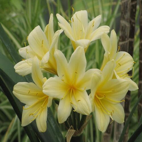 Yellow Clivia Flower Seeds – Heirloom, Non-GMO, High Germination Organic Garden Seeds
